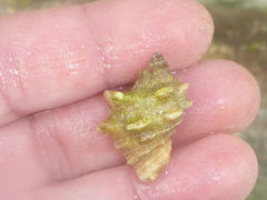 Rapaninae
