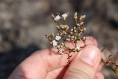 Limonium brasiliense