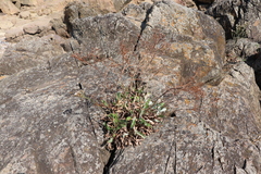 Limonium brasiliense