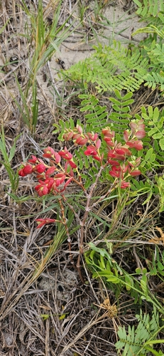 Euphorbia degeneri observed 2025-12-30