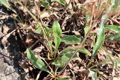 Limonium brasiliense