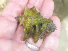 Neorapana tuberculata