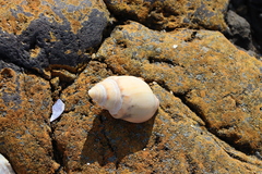 Buccinanops cochlidium