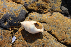 Buccinanops cochlidium