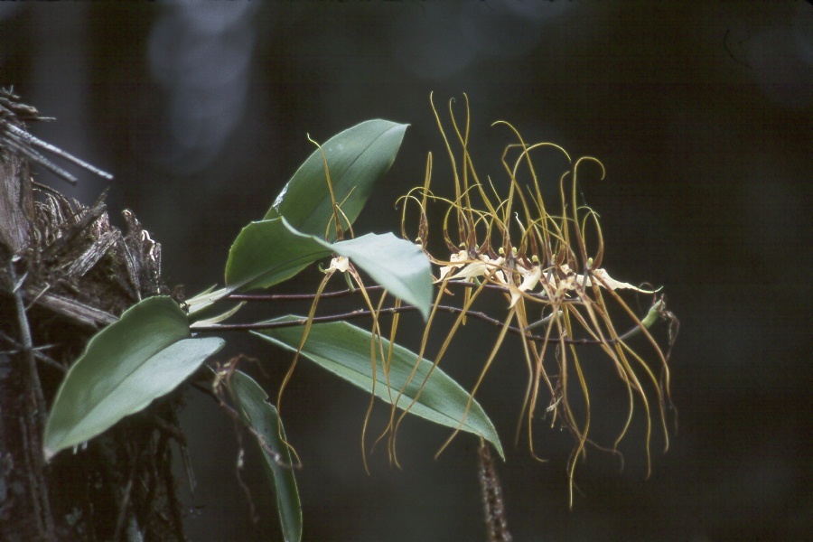 Brassia arcuigera Rchb.f. 4