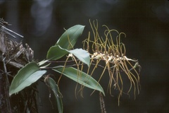 Brassia arcuigera