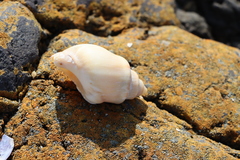 Buccinanops cochlidium