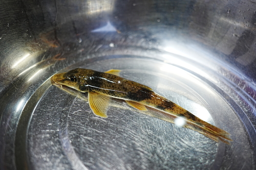 Vaillant's gudgeon (Pseudogobio vaillanti) — Cyprinidae — 5
