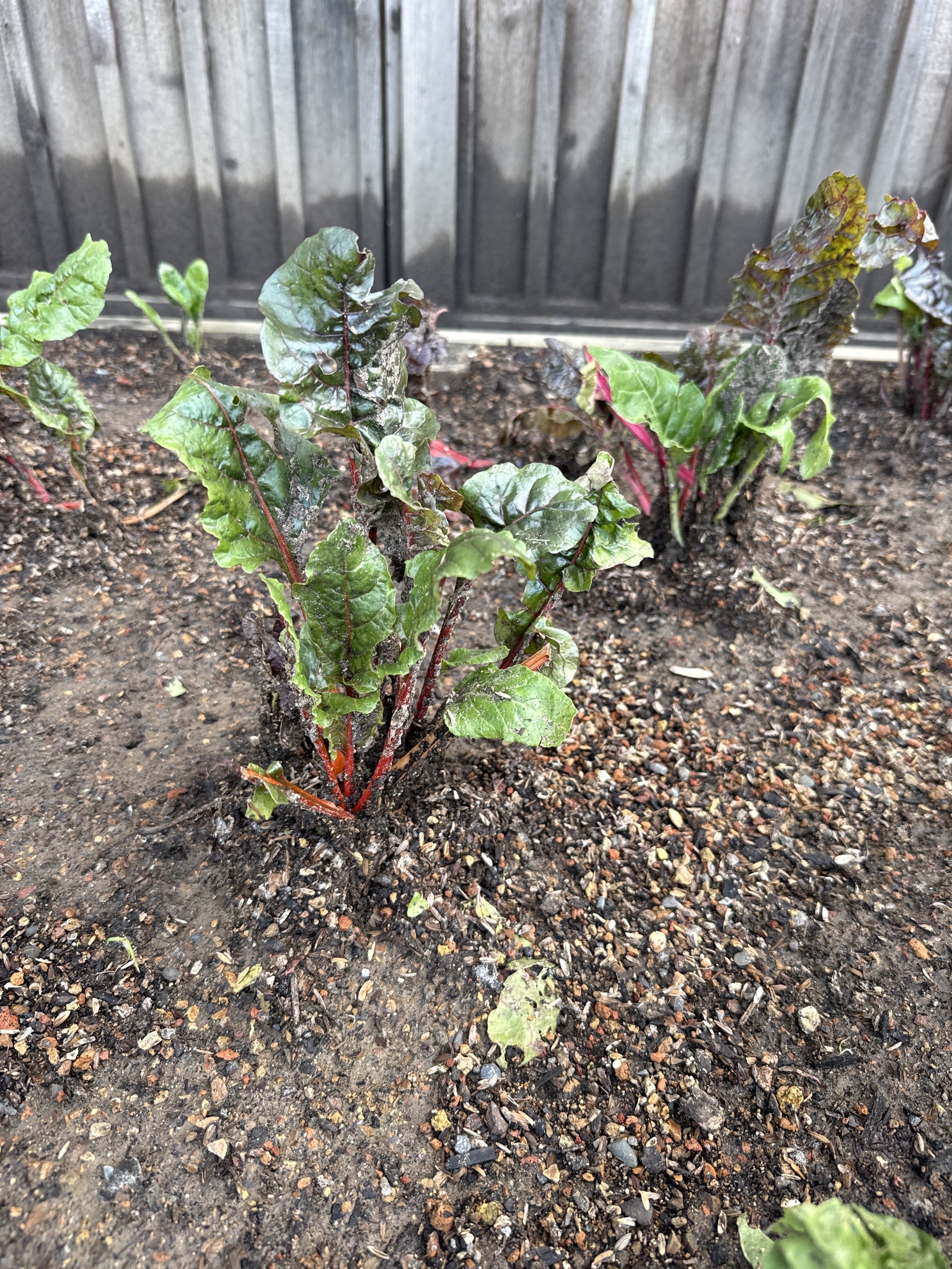 Swiss Chard