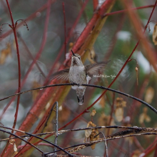 Anna's Hummingbird photographed in Montana