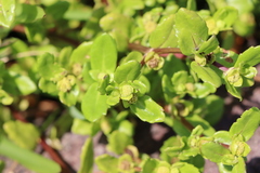 Enydra sessilis