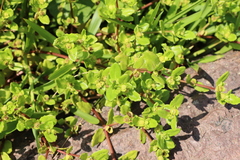 Enydra sessilis