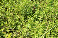 Enydra sessilis