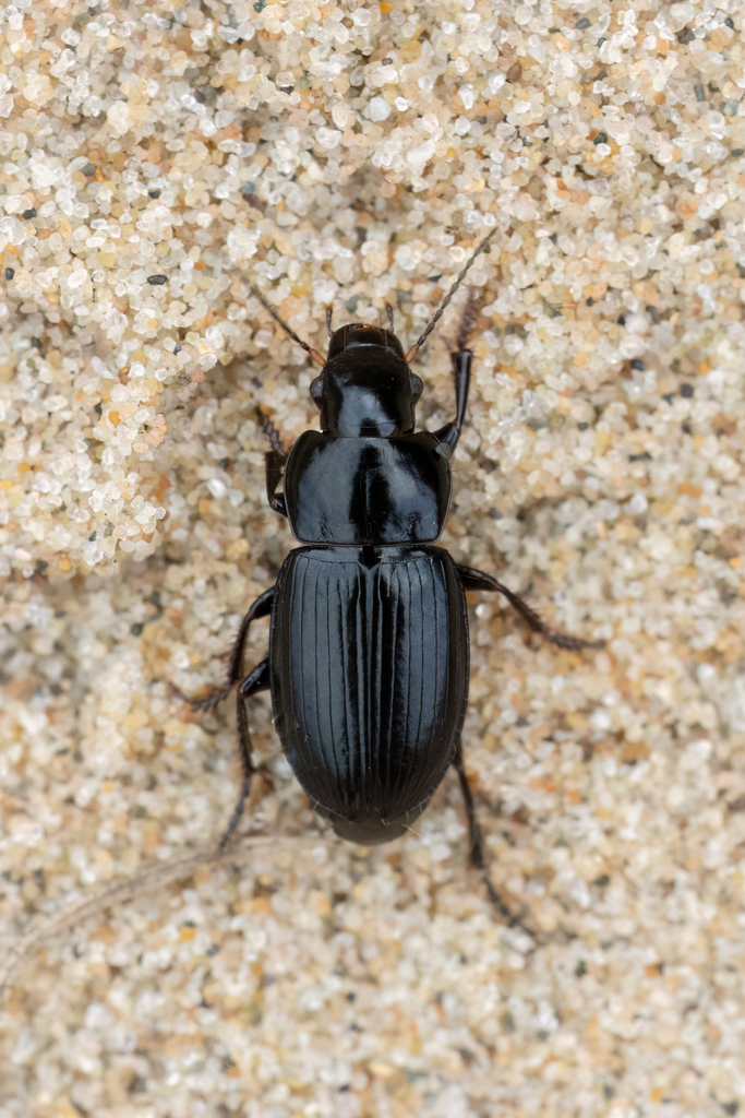 Harpalus neglectus