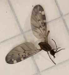 Sylvicola alternatus