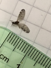 Sylvicola alternatus