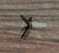 Sylvicola alternatus