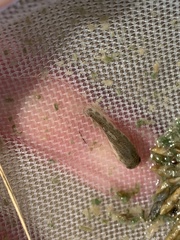 Cyprinodon nevadensis amargosae