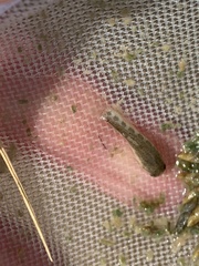 Cyprinodon nevadensis amargosae