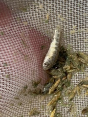 Cyprinodon nevadensis amargosae