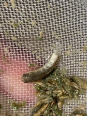 Cyprinodon nevadensis amargosae