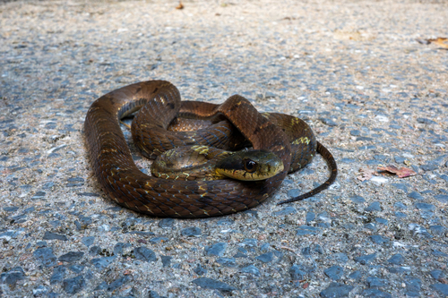 Chinese Bamboo Snake