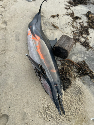 Short-beaked common dolphin