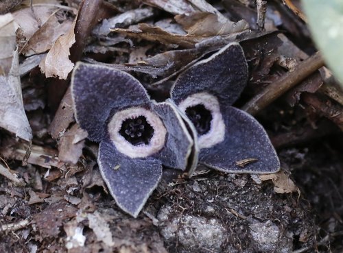 Asarum rigescens iNat (1)