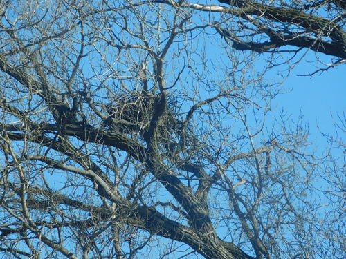 Bald Eagle photographed in Nebraska
