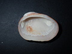 Barbatia