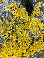 Xanthoria parietina, Sakarya, 2026