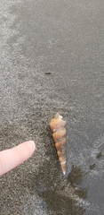 Turritella