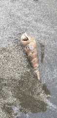 Turritella
