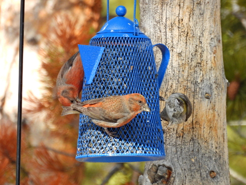 Cassia Crossbill (Loxia sinesciuris), photo 6