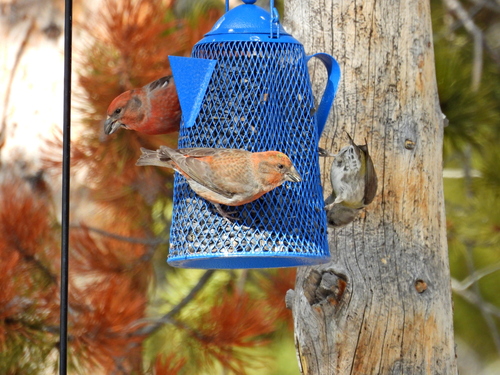 Cassia Crossbill (Loxia sinesciuris), photo 7