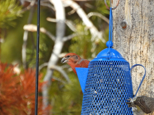 Cassia Crossbill (Loxia sinesciuris), photo 9