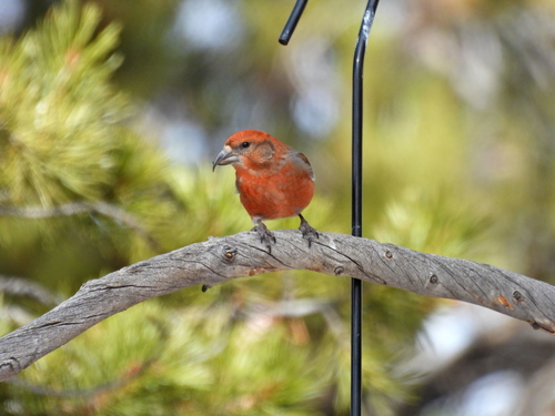 Cassia Crossbill (Loxia sinesciuris), photo 2