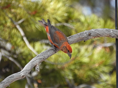 Cassia Crossbill (Loxia sinesciuris), photo 5