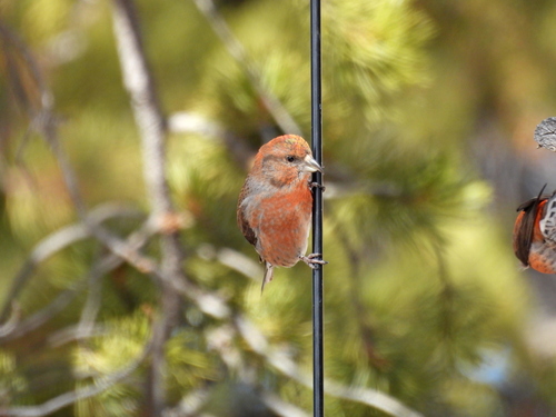 Cassia Crossbill (Loxia sinesciuris)