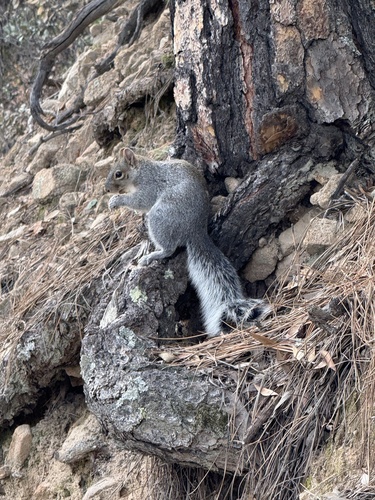 Arizona Gray Squirrel observed by kanderson9