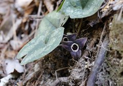 Asarum rigescens brachypodion