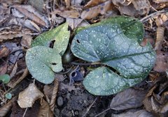 Asarum rigescens brachypodion