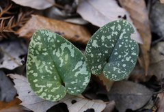 Asarum rigescens brachypodion
