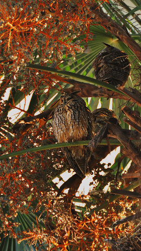 View observation of {o.common_name} on iNaturalist