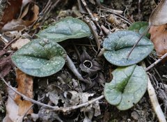 Asarum rigescens brachypodion