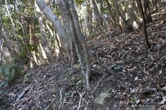 Asarum rigescens brachypodion