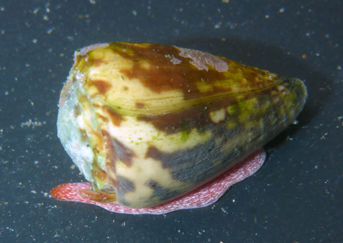 Nut Cone