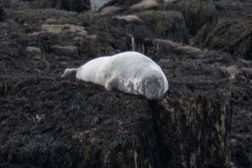 Grey Seal photographed in Maine