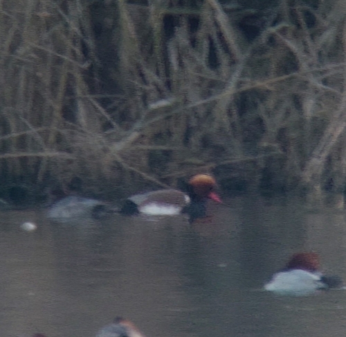 Red-crested Pochard (Netta rufina), photo 7