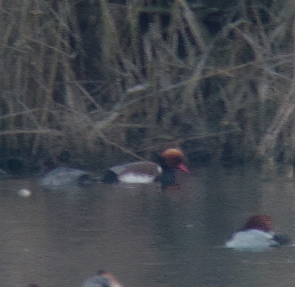 Red-crested Pochard (Netta rufina), photo 8